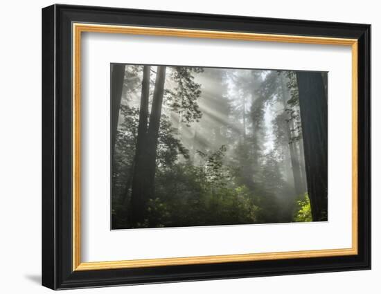 USA, California, Redwoods NP. Fog in Ladybird Johnson Grove-Cathy & Gordon Illg-Framed Photographic Print