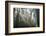 USA, California, Redwoods NP. Fog in Ladybird Johnson Grove-Cathy & Gordon Illg-Framed Photographic Print