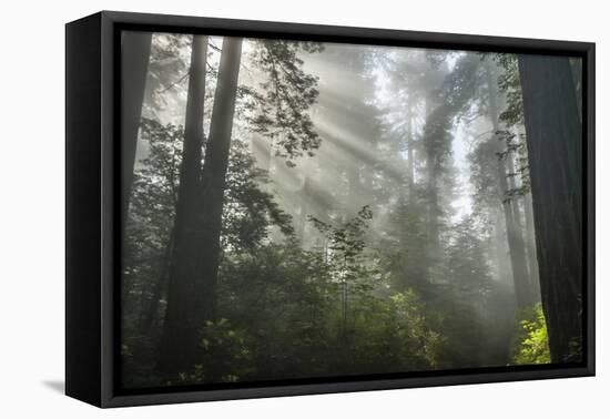 USA, California, Redwoods NP. Fog in Ladybird Johnson Grove-Cathy & Gordon Illg-Framed Premier Image Canvas