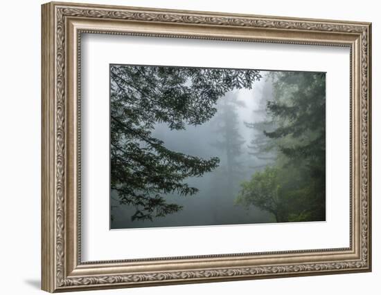 USA, California, Redwoods NP. Fog in Ladybird Johnson Grove-Cathy & Gordon Illg-Framed Photographic Print