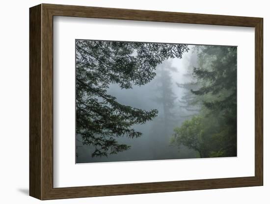 USA, California, Redwoods NP. Fog in Ladybird Johnson Grove-Cathy & Gordon Illg-Framed Photographic Print