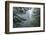 USA, California, Redwoods NP. Fog in Ladybird Johnson Grove-Cathy & Gordon Illg-Framed Photographic Print