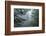 USA, California, Redwoods NP. Fog in Ladybird Johnson Grove-Cathy & Gordon Illg-Framed Photographic Print