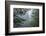 USA, California, Redwoods NP. Fog in Ladybird Johnson Grove-Cathy & Gordon Illg-Framed Photographic Print