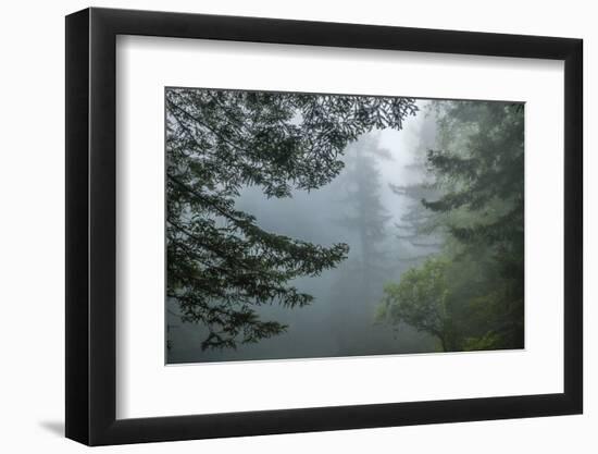 USA, California, Redwoods NP. Fog in Ladybird Johnson Grove-Cathy & Gordon Illg-Framed Photographic Print