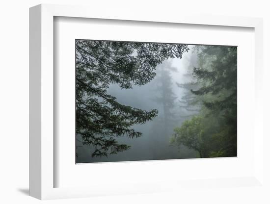 USA, California, Redwoods NP. Fog in Ladybird Johnson Grove-Cathy & Gordon Illg-Framed Photographic Print