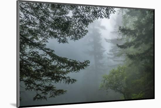 USA, California, Redwoods NP. Fog in Ladybird Johnson Grove-Cathy & Gordon Illg-Mounted Photographic Print