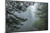 USA, California, Redwoods NP. Fog in Ladybird Johnson Grove-Cathy & Gordon Illg-Mounted Photographic Print