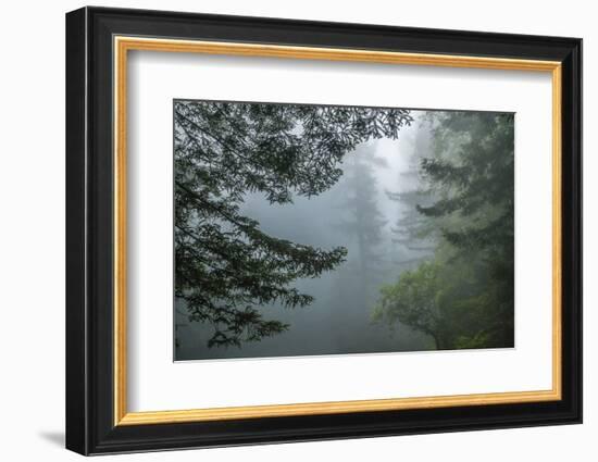 USA, California, Redwoods NP. Fog in Ladybird Johnson Grove-Cathy & Gordon Illg-Framed Photographic Print