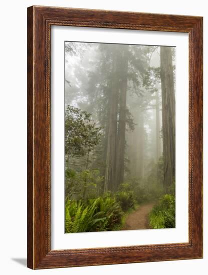 USA, California, Redwoods NP. Trail Through Redwood Trees and Fog-Cathy & Gordon Illg-Framed Photographic Print