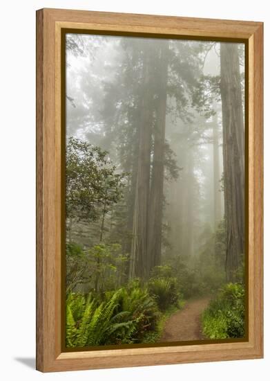USA, California, Redwoods NP. Trail Through Redwood Trees and Fog-Cathy & Gordon Illg-Framed Premier Image Canvas