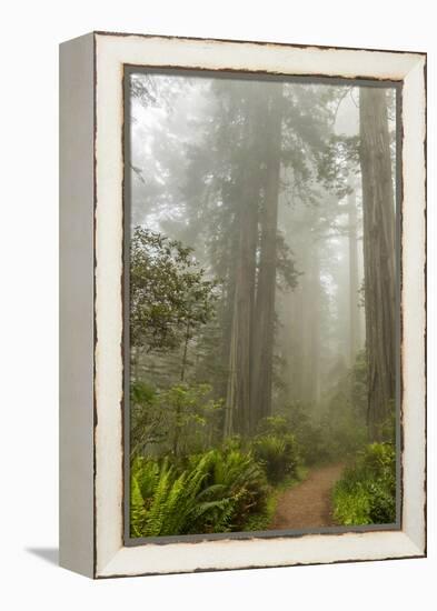 USA, California, Redwoods NP. Trail Through Redwood Trees and Fog-Cathy & Gordon Illg-Framed Premier Image Canvas