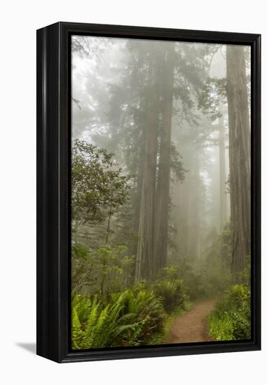 USA, California, Redwoods NP. Trail Through Redwood Trees and Fog-Cathy & Gordon Illg-Framed Premier Image Canvas