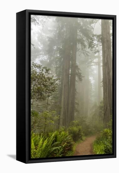 USA, California, Redwoods NP. Trail Through Redwood Trees and Fog-Cathy & Gordon Illg-Framed Premier Image Canvas