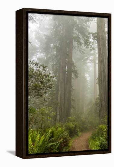 USA, California, Redwoods NP. Trail Through Redwood Trees and Fog-Cathy & Gordon Illg-Framed Premier Image Canvas