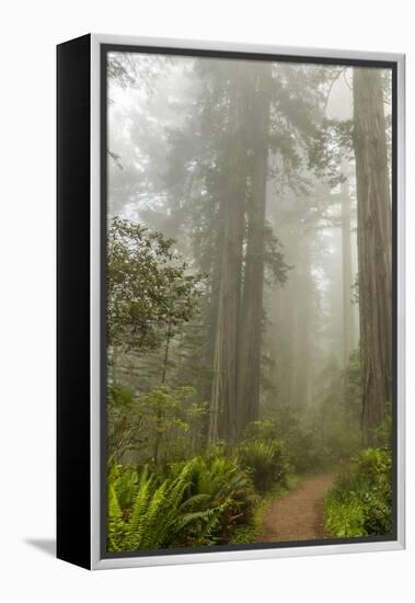 USA, California, Redwoods NP. Trail Through Redwood Trees and Fog-Cathy & Gordon Illg-Framed Premier Image Canvas