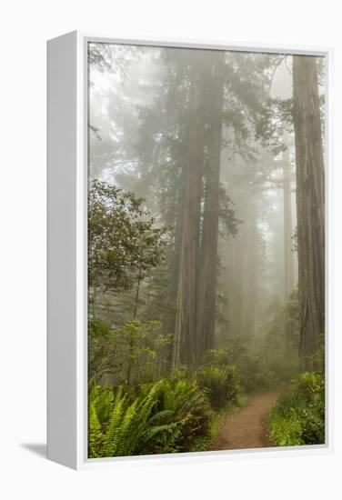 USA, California, Redwoods NP. Trail Through Redwood Trees and Fog-Cathy & Gordon Illg-Framed Premier Image Canvas