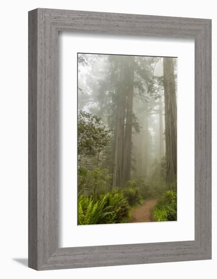 USA, California, Redwoods NP. Trail Through Redwood Trees and Fog-Cathy & Gordon Illg-Framed Photographic Print