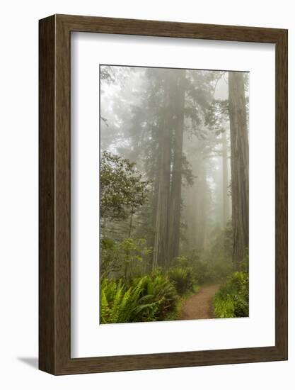 USA, California, Redwoods NP. Trail Through Redwood Trees and Fog-Cathy & Gordon Illg-Framed Photographic Print