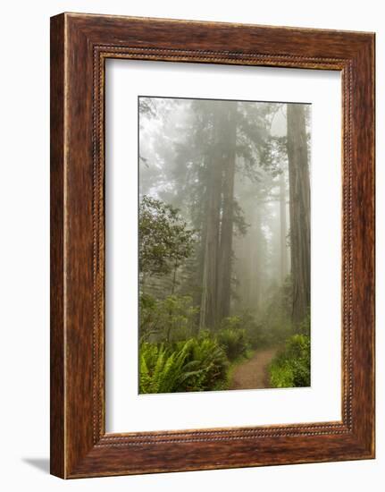 USA, California, Redwoods NP. Trail Through Redwood Trees and Fog-Cathy & Gordon Illg-Framed Photographic Print