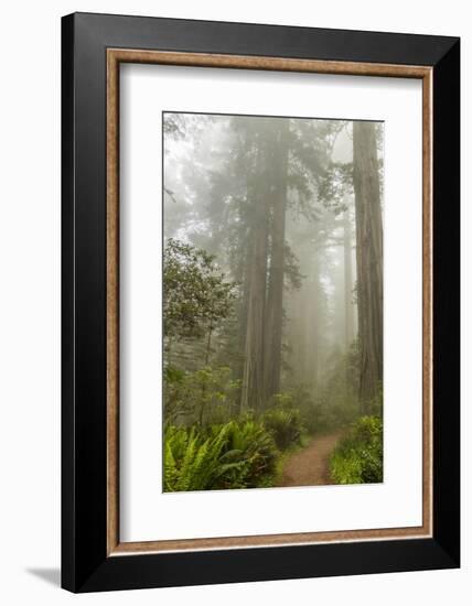 USA, California, Redwoods NP. Trail Through Redwood Trees and Fog-Cathy & Gordon Illg-Framed Photographic Print