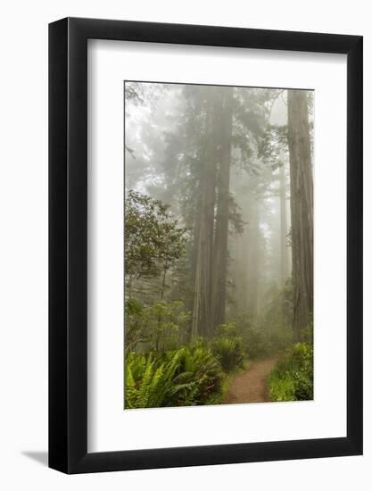 USA, California, Redwoods NP. Trail Through Redwood Trees and Fog-Cathy & Gordon Illg-Framed Photographic Print