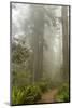 USA, California, Redwoods NP. Trail Through Redwood Trees and Fog-Cathy & Gordon Illg-Mounted Photographic Print
