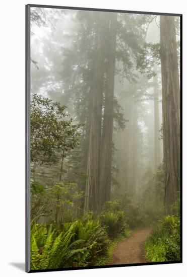 USA, California, Redwoods NP. Trail Through Redwood Trees and Fog-Cathy & Gordon Illg-Mounted Photographic Print