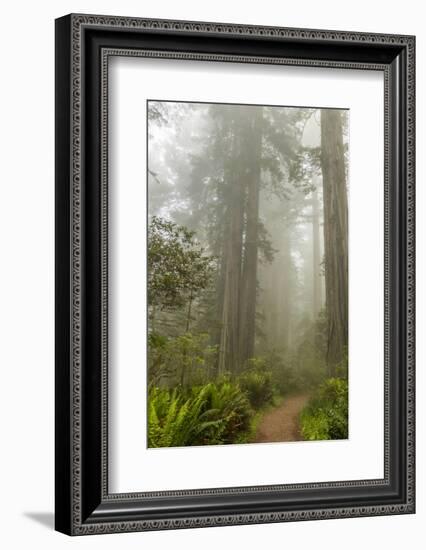 USA, California, Redwoods NP. Trail Through Redwood Trees and Fog-Cathy & Gordon Illg-Framed Photographic Print