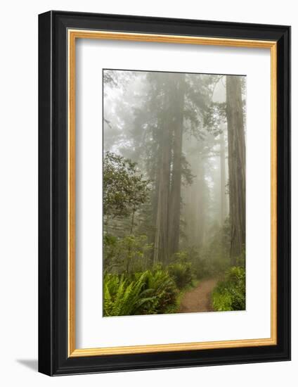 USA, California, Redwoods NP. Trail Through Redwood Trees and Fog-Cathy & Gordon Illg-Framed Photographic Print