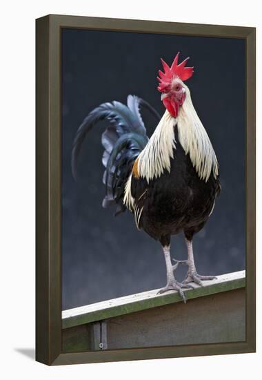 USA, California. Rooster on fence.-Jaynes Gallery-Framed Premier Image Canvas