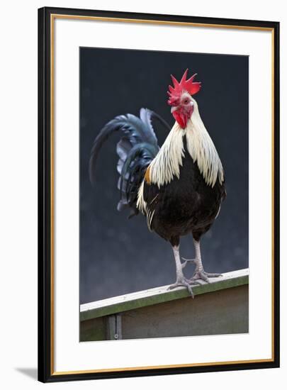 USA, California. Rooster on fence.-Jaynes Gallery-Framed Premium Photographic Print