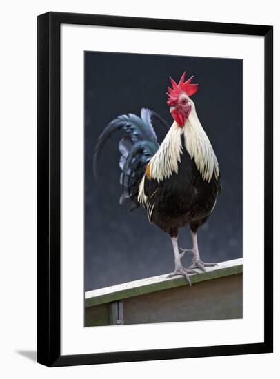 USA, California. Rooster on fence.-Jaynes Gallery-Framed Premium Photographic Print