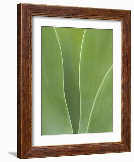 USA, California, San Diego, Agave in Balboa Park-Ann Collins-Framed Photographic Print