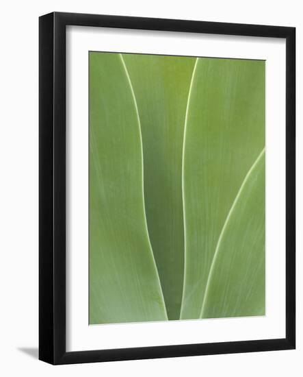 USA, California, San Diego, Agave in Balboa Park-Ann Collins-Framed Photographic Print