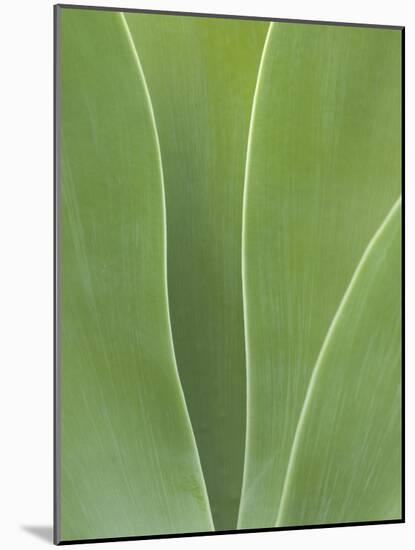 USA, California, San Diego, Agave in Balboa Park-Ann Collins-Mounted Photographic Print