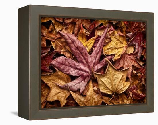 USA, California, San Diego, Autumn Leaves, Liquidambar Styraciflua Tree Aka Sweetgum-Ann Collins-Framed Premier Image Canvas