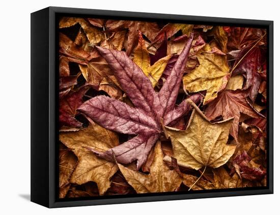 USA, California, San Diego, Autumn Leaves, Liquidambar Styraciflua Tree Aka Sweetgum-Ann Collins-Framed Premier Image Canvas
