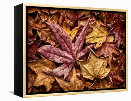 USA, California, San Diego, Autumn Leaves, Liquidambar Styraciflua Tree Aka Sweetgum-Ann Collins-Framed Premier Image Canvas