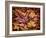 USA, California, San Diego, Autumn Leaves, Liquidambar Styraciflua Tree Aka Sweetgum-Ann Collins-Framed Photographic Print