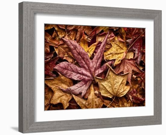 USA, California, San Diego, Autumn Leaves, Liquidambar Styraciflua Tree Aka Sweetgum-Ann Collins-Framed Photographic Print