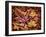 USA, California, San Diego, Autumn Leaves, Liquidambar Styraciflua Tree Aka Sweetgum-Ann Collins-Framed Photographic Print