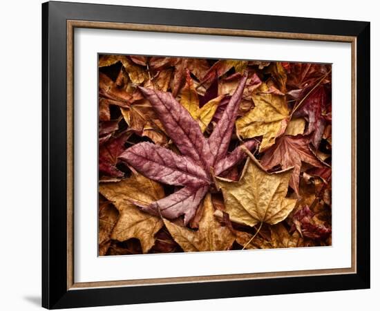 USA, California, San Diego, Autumn Leaves, Liquidambar Styraciflua Tree Aka Sweetgum-Ann Collins-Framed Photographic Print