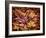 USA, California, San Diego, Autumn Leaves, Liquidambar Styraciflua Tree Aka Sweetgum-Ann Collins-Framed Photographic Print