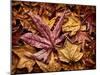 USA, California, San Diego, Autumn Leaves, Liquidambar Styraciflua Tree Aka Sweetgum-Ann Collins-Mounted Photographic Print