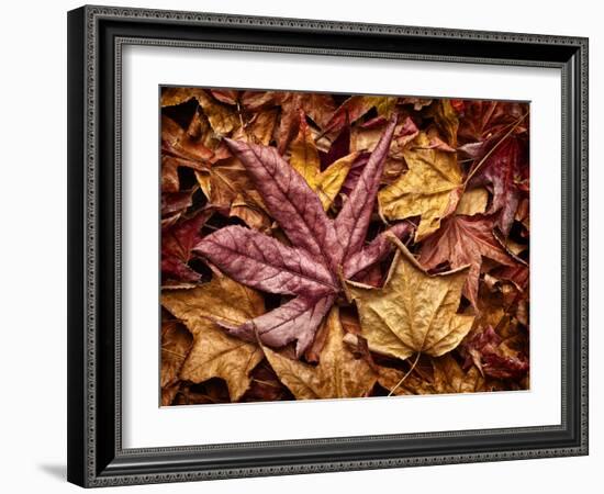 USA, California, San Diego, Autumn Leaves, Liquidambar Styraciflua Tree Aka Sweetgum-Ann Collins-Framed Photographic Print