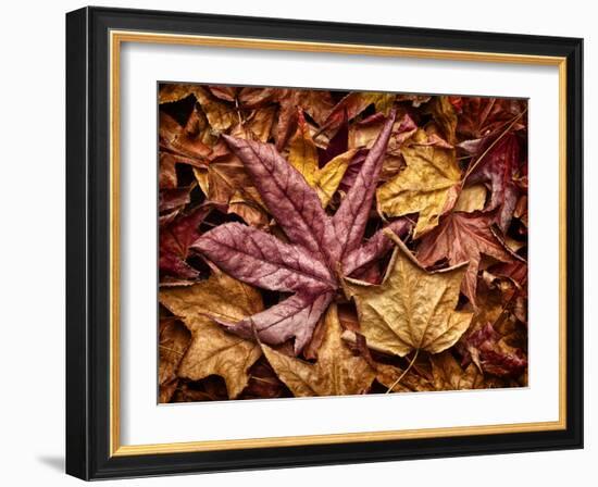 USA, California, San Diego, Autumn Leaves, Liquidambar Styraciflua Tree Aka Sweetgum-Ann Collins-Framed Photographic Print