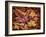 USA, California, San Diego, Autumn Leaves, Liquidambar Styraciflua Tree Aka Sweetgum-Ann Collins-Framed Photographic Print