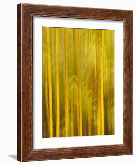 USA, California, San Diego, Bamboo Trees Blurred with Camera-Ann Collins-Framed Photographic Print