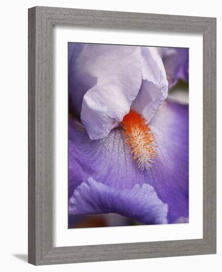 USA, California, San Diego, Bearded Iris-Ann Collins-Framed Photographic Print